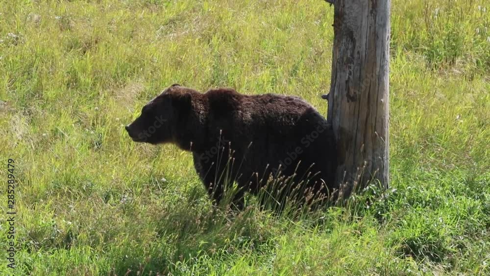 Brown Bear Sitting Next to Tree With Grass Blowing in Breeze on a Sunny Day in Alaska Brown Bear Sitting Next to Tree With Grass Blowing in Breeze on a Sunny Day in Alaska
