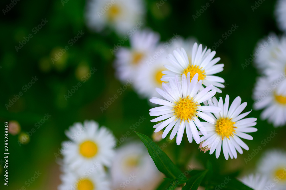 Fototapeta premium Close-up white daisies (Thymophylla Tenuiloba (DC.) Small) are fragrant flowers in the pasture. Selective focus. Flower concept of love.