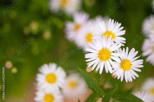 Close-up white daisies  Thymophylla Tenuiloba  DC.  Small  are fragrant flowers in the pasture. Selective focus. Flower concept of love.