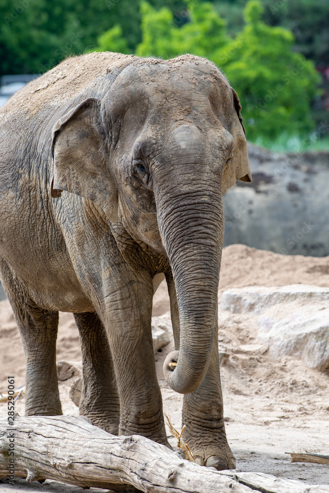 Fototapeta premium Indischer weiblicher Elefant 