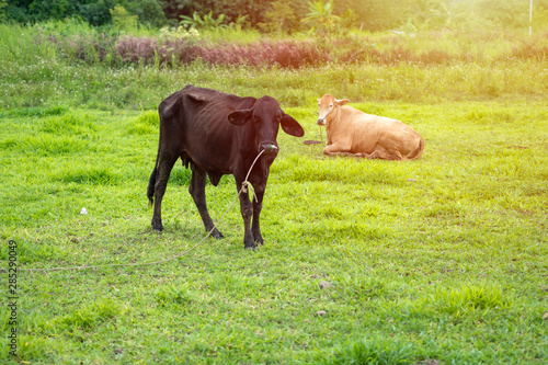 Two skinny cows on a country farm in Thailand.