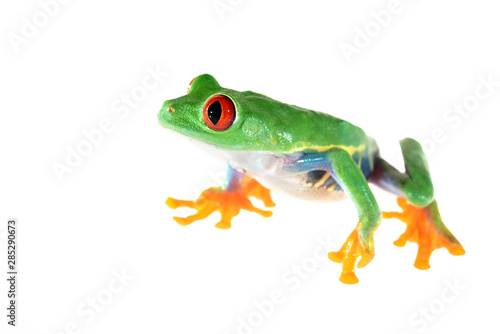 red-eye tree frog  Agalychnis callidryas isolated on white