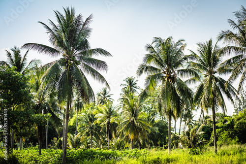 beautiful palm trees with a magnificent crown on a background of blue sky, vacation concept. Palm grove on the island. Coastal lawn under a palm tree. Wallpaper palm trees with large green leaves. © Евгения Медведева