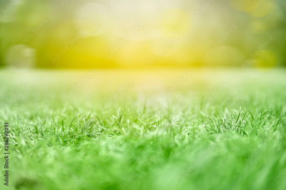 Morning dew on treated green grass texture from a field. Meadow with selective focus. Macro. Print wallpaper idea concept