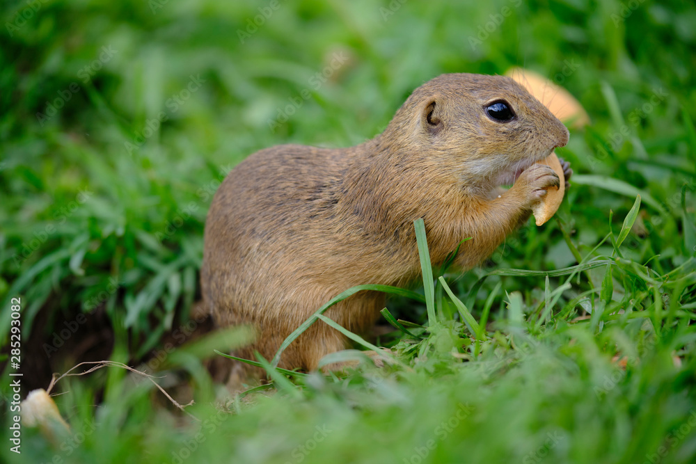 Ground squirrel Ground squirrel