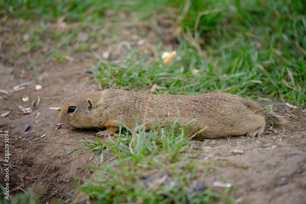 Ground squirrel Ground squirrel