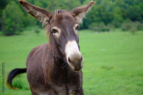 Donkey © Ivan