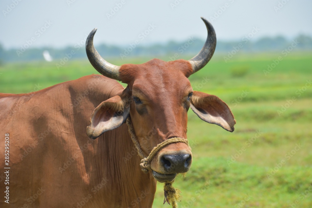 Adorable Cow Portrait on White Background. Farm Animal Grown for Organic Meat Adorable Cow Portrait on White Background. Farm Animal Grown for Organic Meat