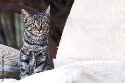 Obraz na plátně grey tabby cat sitting in white pillows and looking at camera