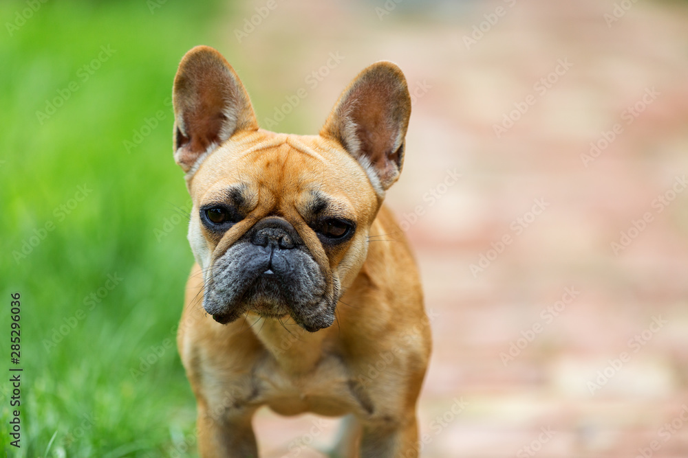 french bulldog looking to the camera