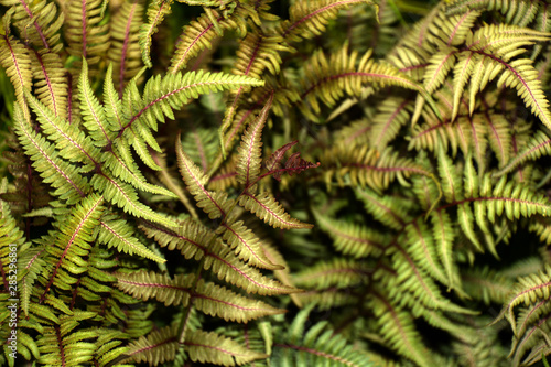 japanese painted fern or athyrium niponicum metallicum grows in a shadow garden, athyrium with colorful frond
