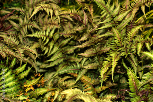 athyrium with colorful fronds, japanese painted fern or athyrium niponicum metallicum grows in a shadow garden photo