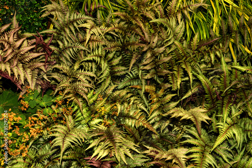oriental ladyfern or athyrium with colorful fronds, japanese painted fern or athyrium niponicum metallicum grows in a shadow garden photo