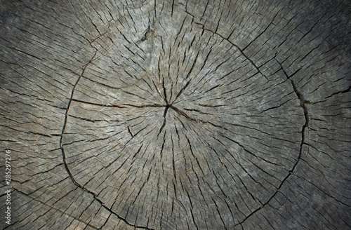 Round cut down wooden stump tree felled - section of the trunk with annual rings. Wooden background texture.