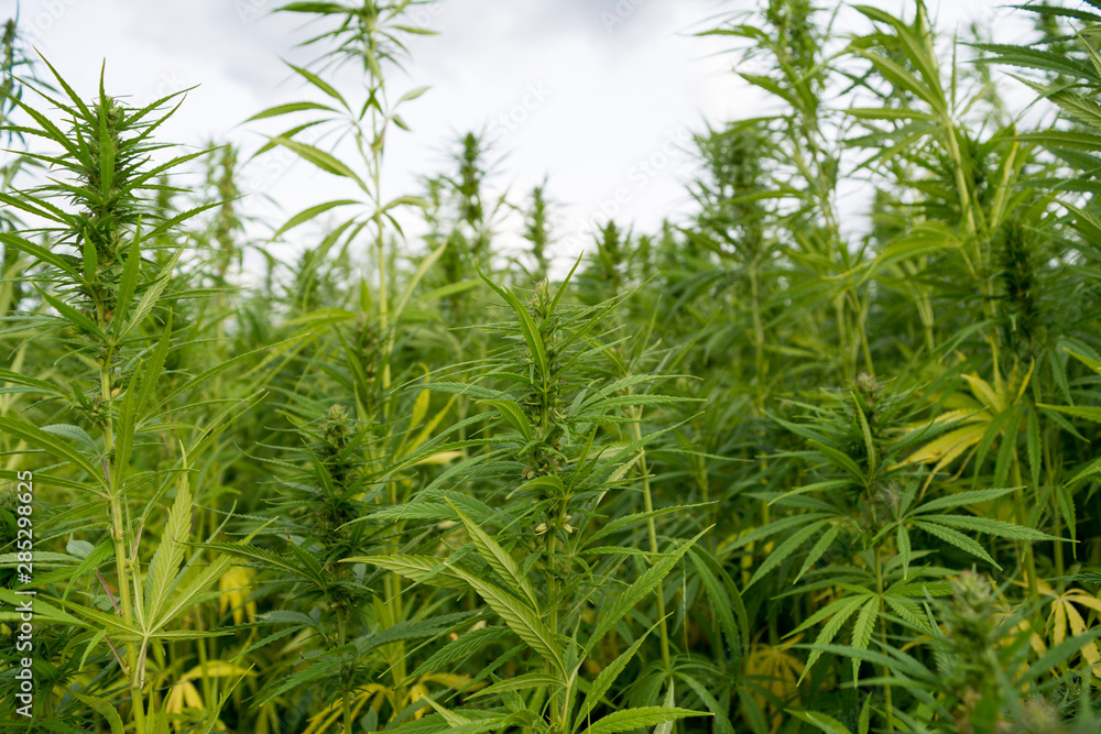Obraz premium canabis on marijuana field ganja farm sativa leaf weed medical hemp hash plantation cannabis legal or illegal drug