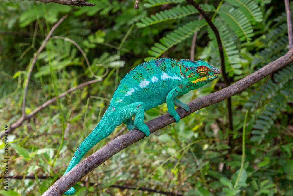 close-up of male green Panther chameleon (Furcifer pardalis) in Lokobe nature strict reserve in Madagascar, Nosy Be, Africa close-up of male green Panther chameleon (Furcifer pardalis) in Lokobe nature strict reserve in Madagascar, Nosy Be, Africa