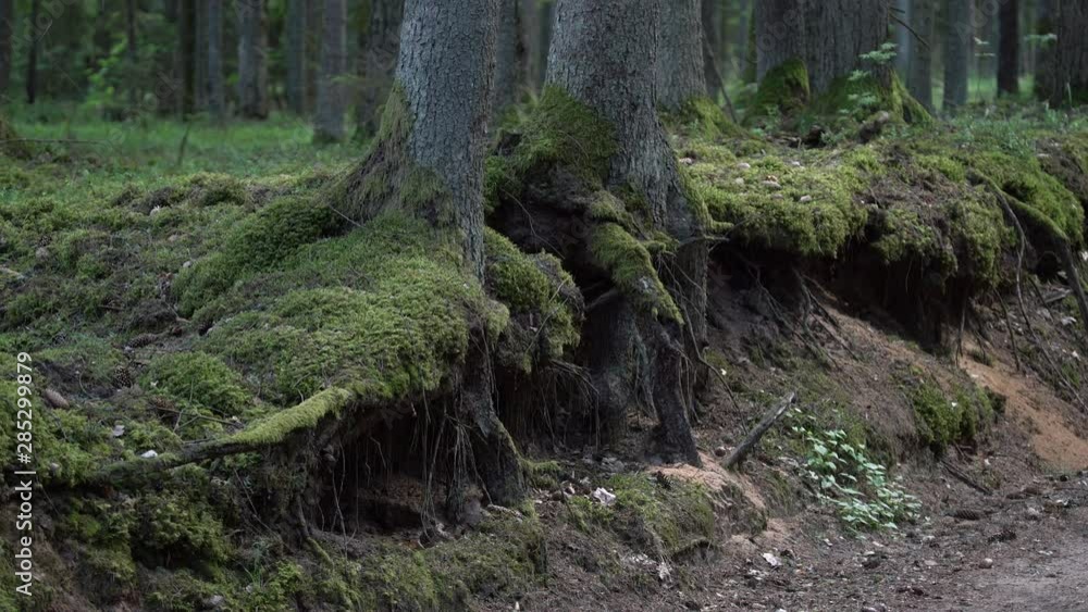 Pine tree roots at the forest canopy surface. Mossy tree root coming of the ground in the woods. Pine tree roots at the forest canopy surface. Mossy tree root coming of the ground in the woods.