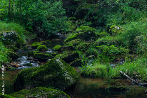 Skrivan creek in Krusne mountains in summer nice sunny day