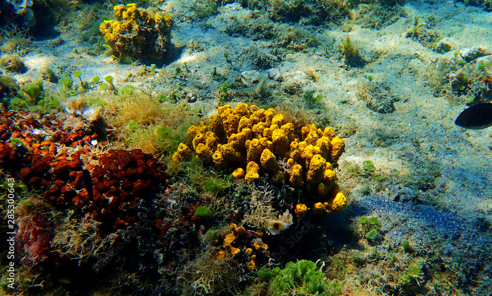 Obraz premium Yellow Tube Sea Sponge - Aplysina Aerophoba