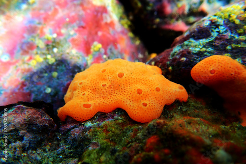 Colorful Mediterranean orange sea sponge in underwater scene photo