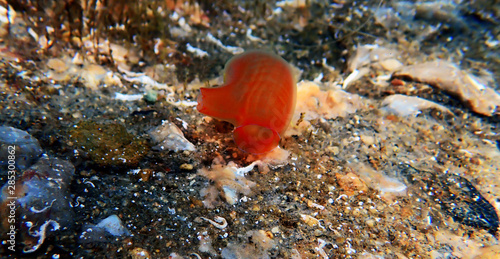 Underwater scene of vase sea squirt - Ciona intestinalis  photo