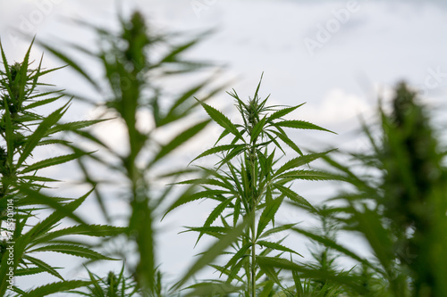 canabis on marijuana field ganja farm sativa leaf weed medical hemp hash plantation cannabis legal or illegal drug © klickit24