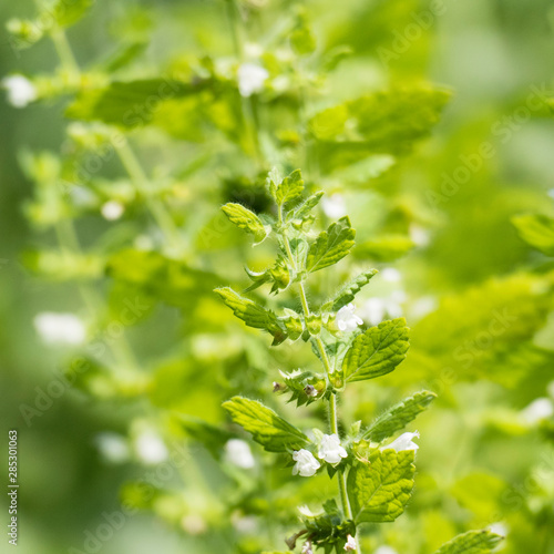 White inflorescence of the herb melissa officinalis for a homeopathic remedy. 