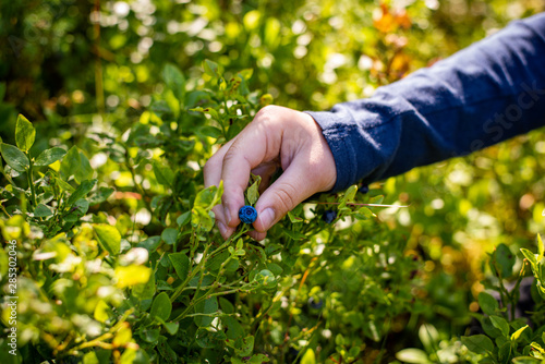 Young hand picking ripe blueberries close up