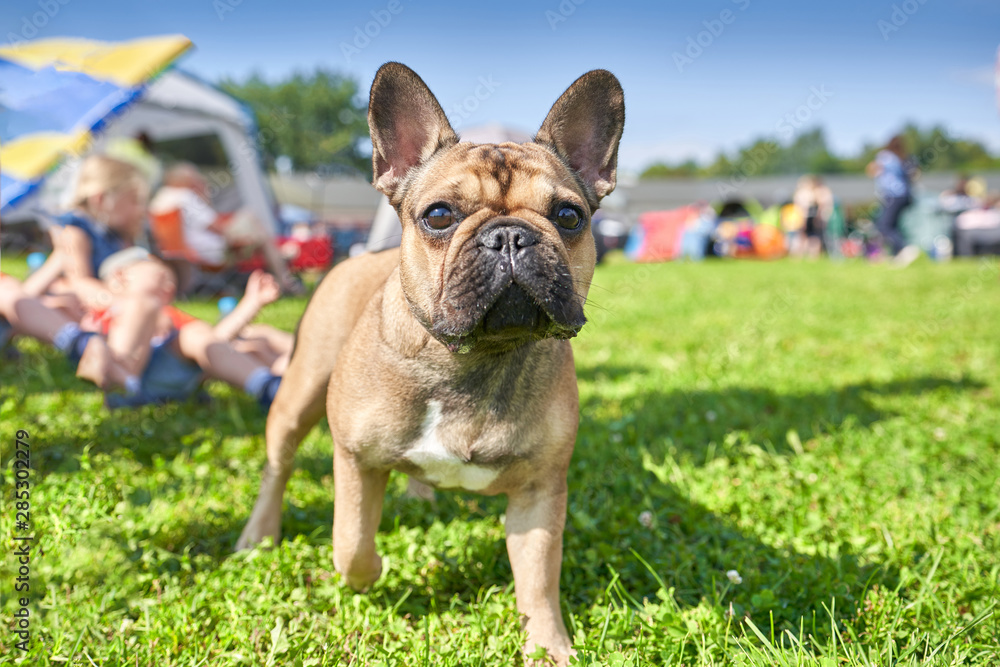 French Bulldog shorthaired breed of mastiff type dogs Close-up