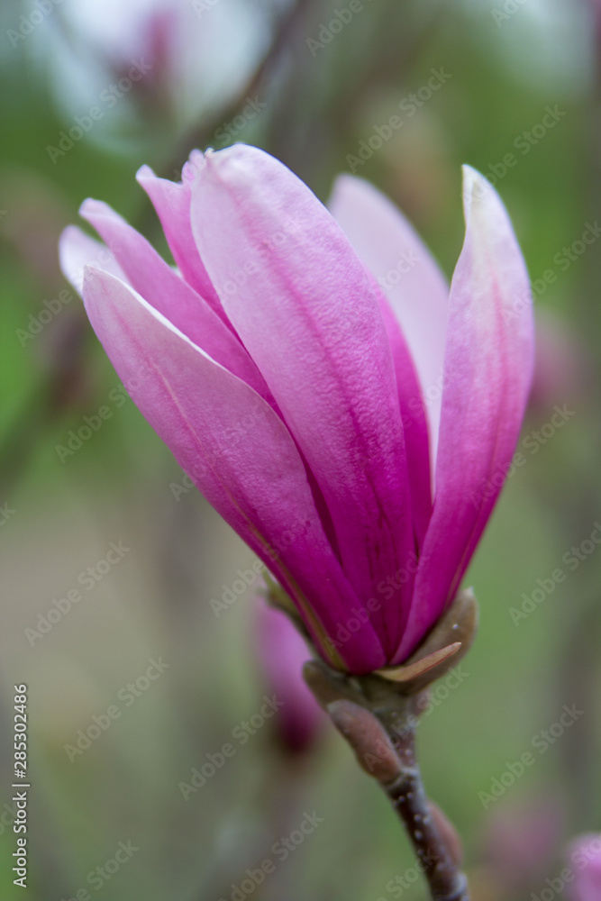 Magnolia liliiflora,one purple magnolia, Mulan magnolia blooms in the garden
