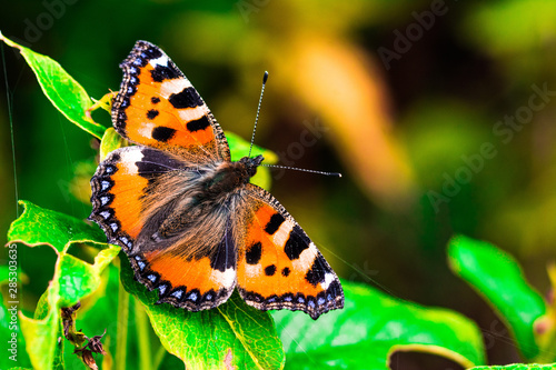 butterfly on a flower © Stephan