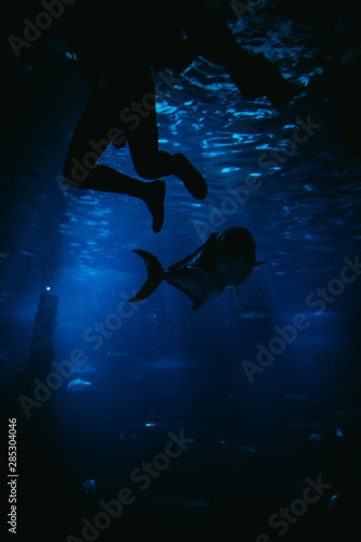 Silhouette of a diver in the sea