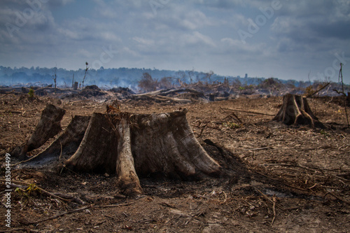 Deforestation on the banks of the Xingu River, Amazon - Brazil photo