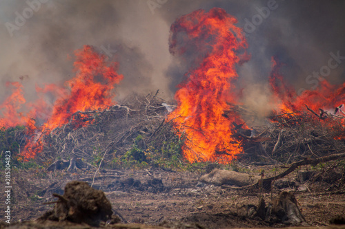 Forest on fire on the banks of the Xingu River, Amazon - Brazil photo