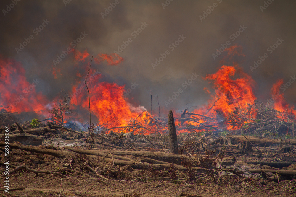 Forest on fire on the banks of the Xingu River, Amazon - Brazil