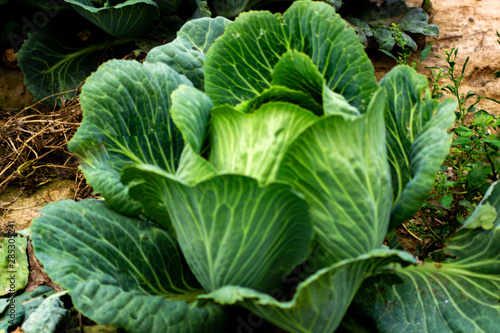 Landscape view of a freshly growing cabbage field.