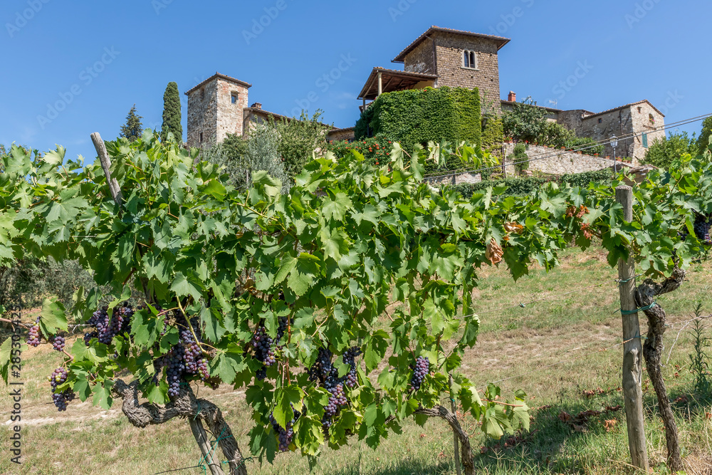 Bunches of grapes in the vineyards below the medieval village of Montefioralle, Florence, Tuscany, Italy