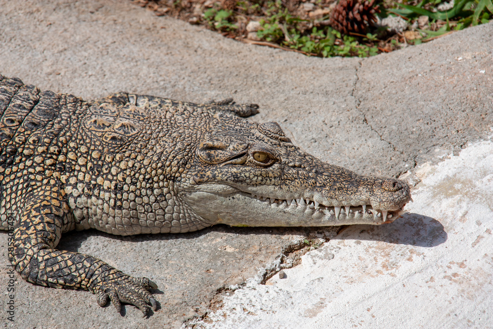 Fototapeta premium Close-up shot of crocodile laying on ground in sun