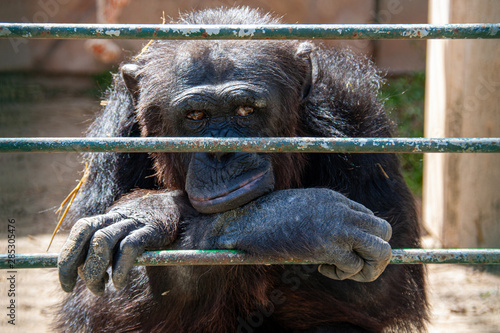 Chimp in cage living his life looking bored