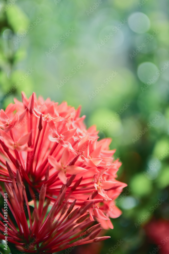 Beautiful red pink spike flower in the garden with bokeh background. Beautiful red pink spike flower in the garden with bokeh background.