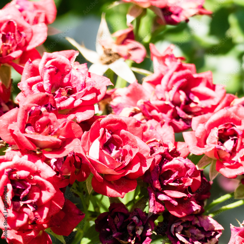 Withered red roses on a rosebush in the garden with copy space in the background.
