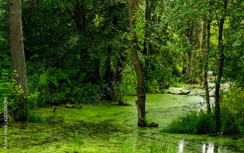 An overcast day in the swamp with cypress tree trunks and duckweed on Lake Martin outside of Breaux Bridge in the St. Martin Parish of Louisiana. photo