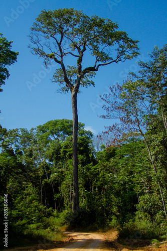 Chestnut tree on Amazon - Brazil photo