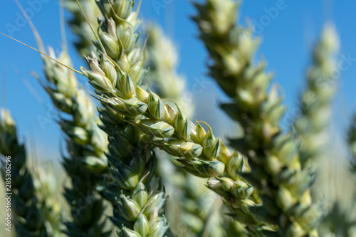 Close-up shot of early wheat in spring
