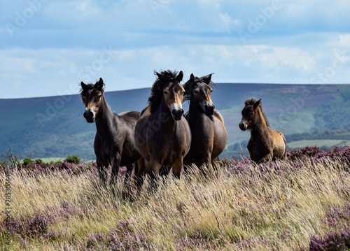 Exmoor Ponies - August 2019 photo