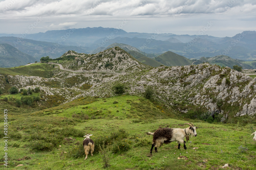 Mountains and goats in the Picos de Europa (Asturias, Spain)