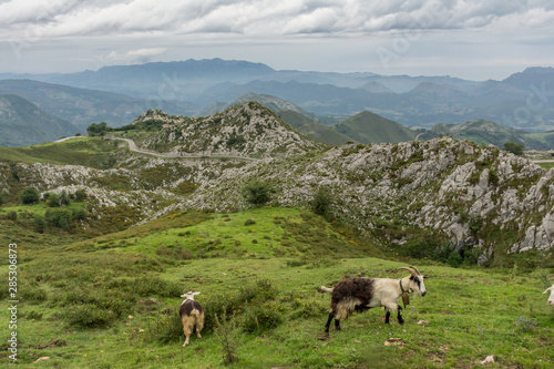 Mountains and goats in the Picos de Europa (Asturias, Spain)