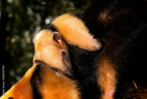 Southern tamandua  photographed in Guarapari, Espirito Santo. Southeast of Brazil. Atlantic Forest Biome. Picture made in 2007. photo