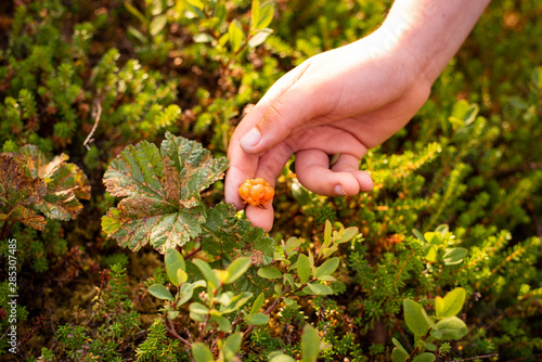 Picking ripe cloudberries (Rubus chamaemorus)