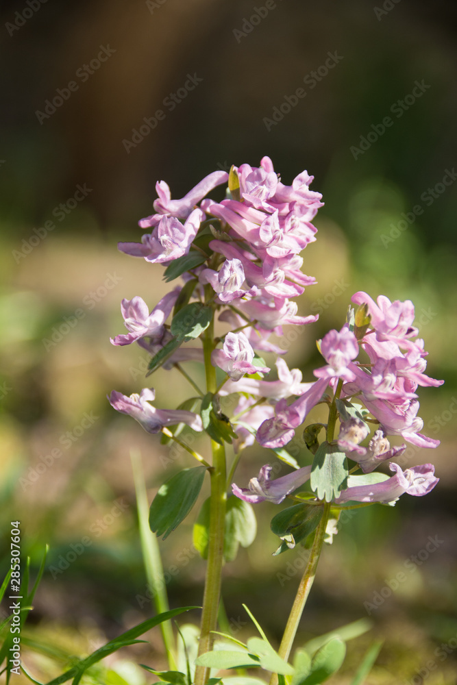 flowers, garden, summer flowers, garden, summer